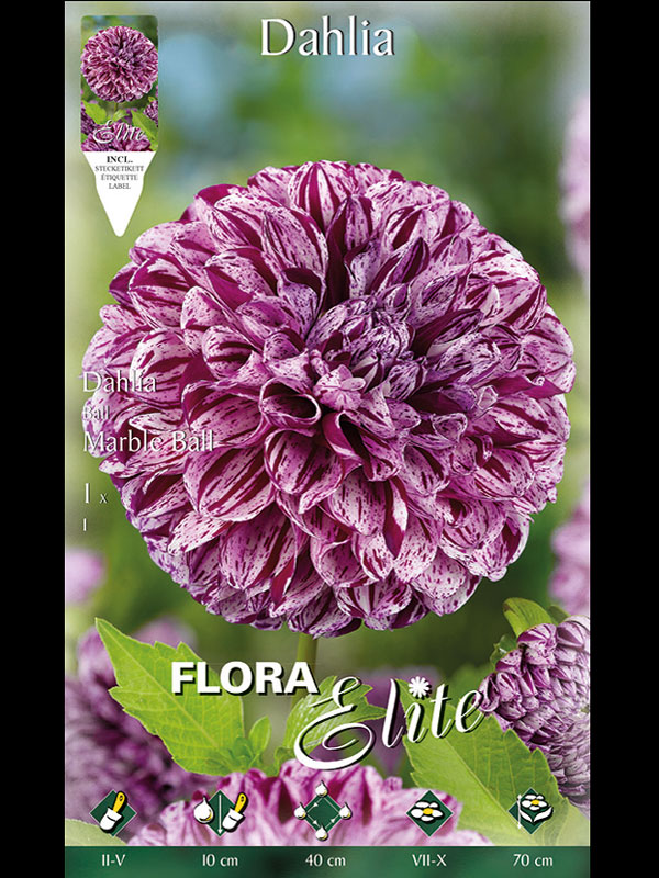 dahlie-marble-ball Ball-Dahlie 'Marble Ball', Dahlia (Art.Nr. 520487)