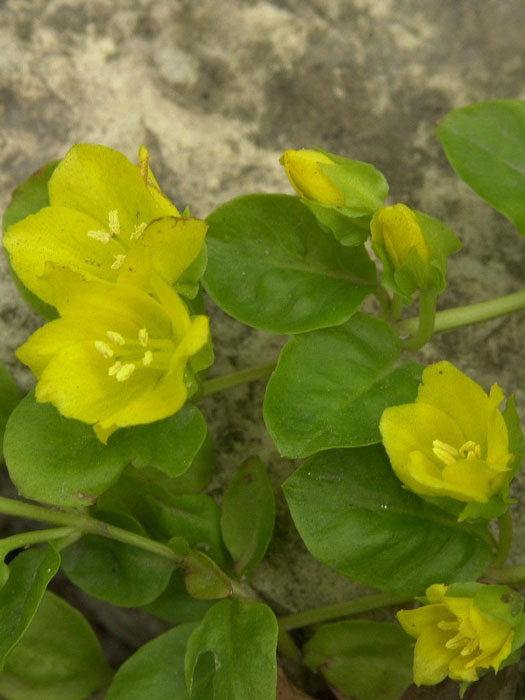 pfennigkraut Lysimachia nummularia, Pfennigkraut