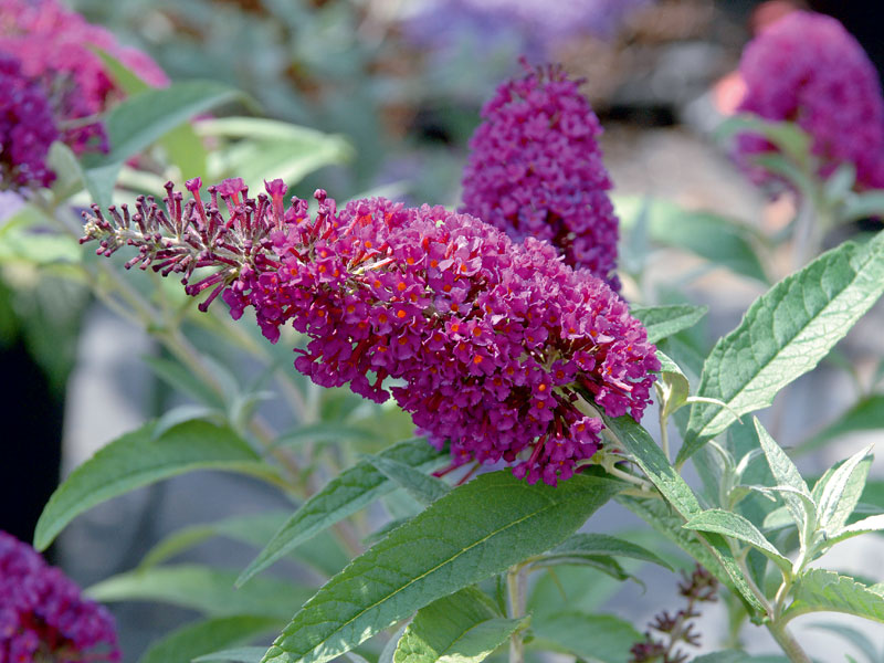 Buddleja Buzz-Hybride Magenta Nahaufname Bluete