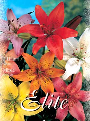 lilasiamix Asiatische Lilien-Hybriden, Mischung (Art.Nr. 521696)