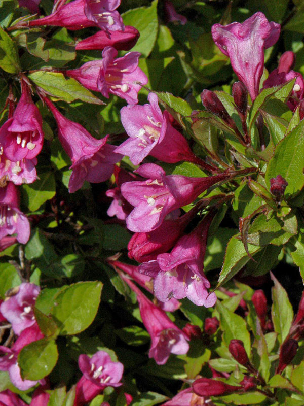 Weigela 'Minuet', Niedrige Weigelie Weigela 'Minuet', Niedrige Weigelie