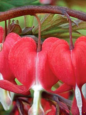 dicentra_spect_valentine_79468_0 Dicentra spectabilis 'Valentine', orange-rotes Tränendes Herz