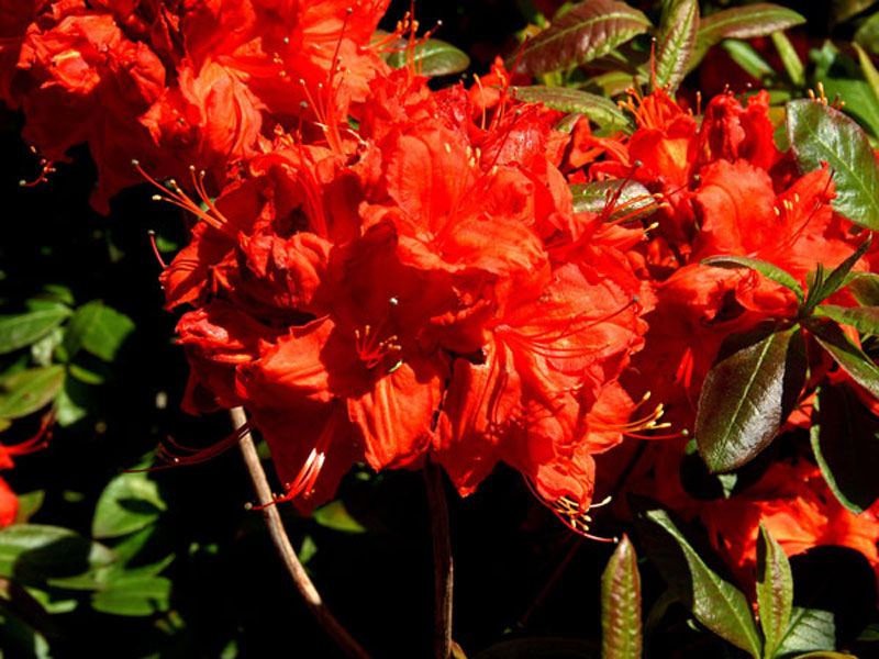 Nahaufnahme der Blüten von Rhododendron 'Nabucco'