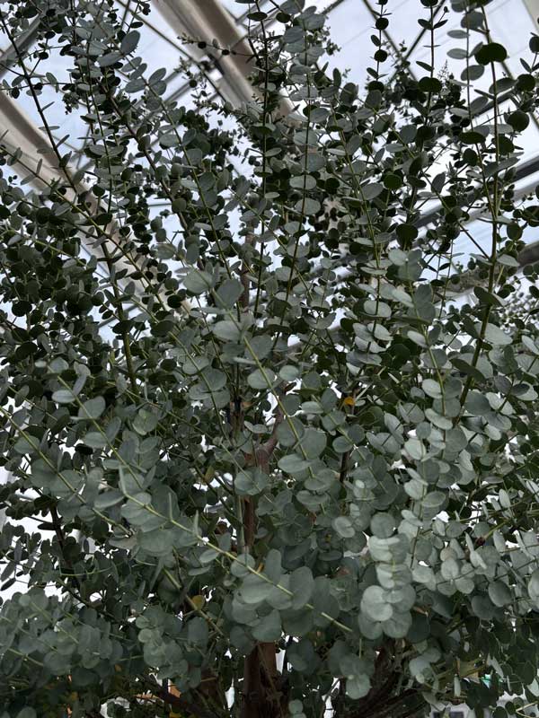 Mostgummi-Eukalyptus 'Azura' Strauch