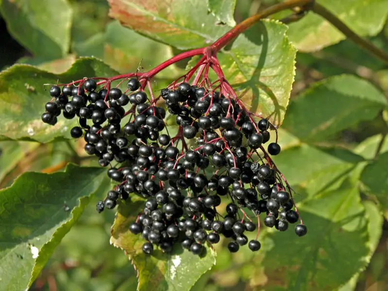 Nahaufnahme der schwarzen Holunderbeeren Nahaufnahmen der schwarzen Beeren des Sambucus nigra