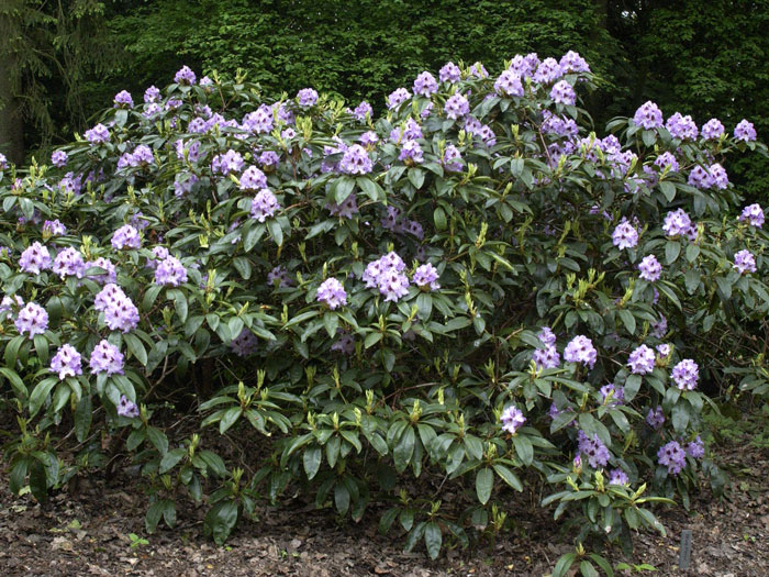 rhododendron-blue-peter Rhododendron 'Blue Peter'