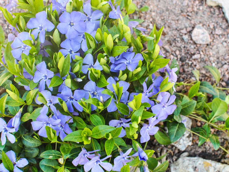 vinca-minor-bodendecker Immergrün Pflanze