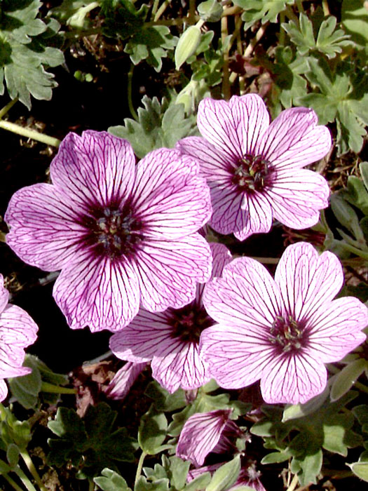 geranium-ballerina Geranium cinereum 'Ballerina', Grauer Storchschnabel