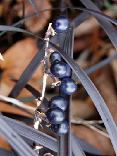ophiopogon_black_beard3_79962_2