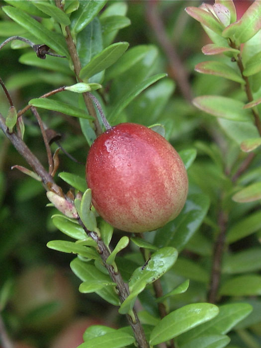 cranberry-frucht