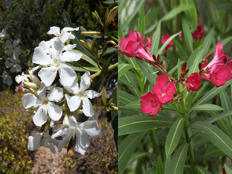 Nahaufnahme von weißen und roten Blüten von Oleander