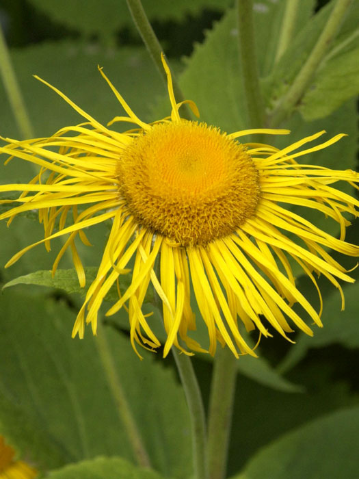 inula-magnifica Inula magnifica, Riesen-Alant