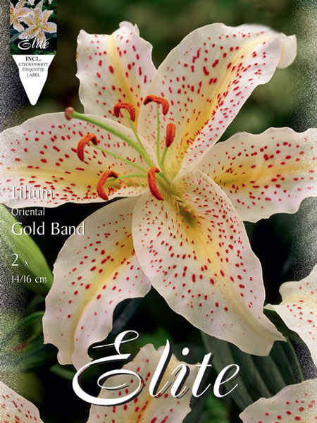 lilie_gold_band_79062_0 Orientalische Lilien-Hybride 'Gold Band', Lilium (Art.Nr. 521717)