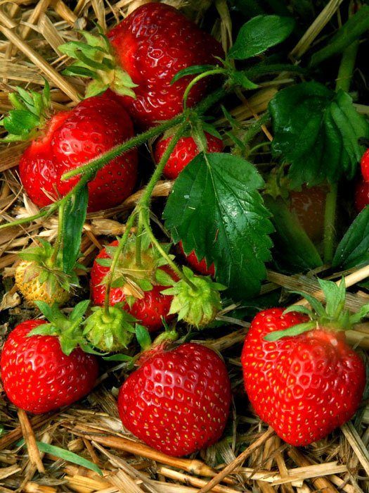 erdbeere-honeoye Erdbeere 'Honeoye'