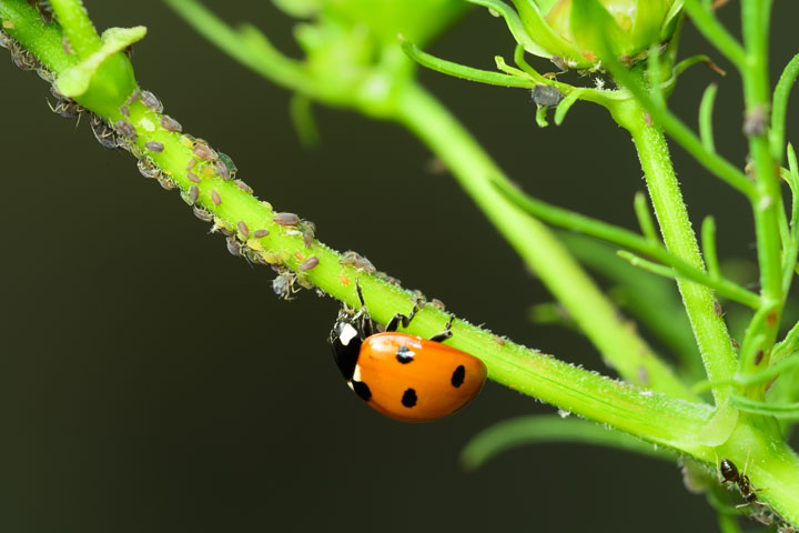 Marienkaefer frisst Blattlaeuse auf Staengel