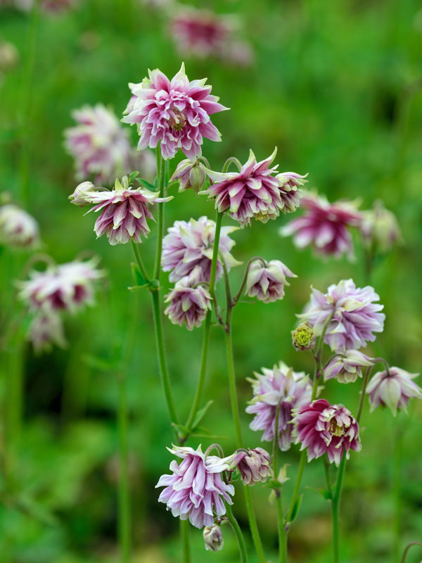 akelei-nora-barlow Aquilegia x cultorum 'Nora Barlow', Gefüllte Akelei