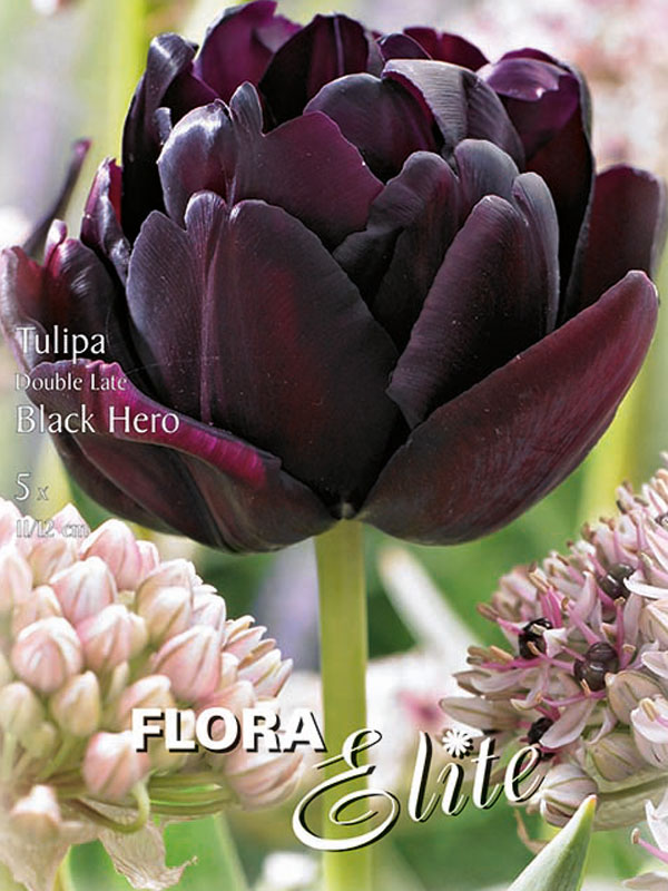 Gefüllte späte Tulpe Black Hero fast schwarz