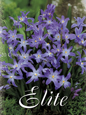 chionodoxa_luciliae Schneeglanz 'Luciliae', Sternhyazinthe Chionodoxa (Art.Nr. 596536)