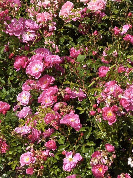 magic-meilland-gruppe Bodendeckerrose Magic Meidiliand