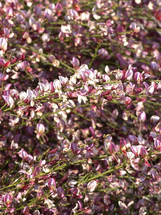 roter-elfenbein-ginster Rosarote Blüte des roten Elfenbein-Ginsters