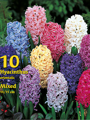 grosspackung_hyazinthen_prachtmischung_76932_0 Hyazinthen-Prachtmischung (Großpackung) (Art.Nr. 597432)