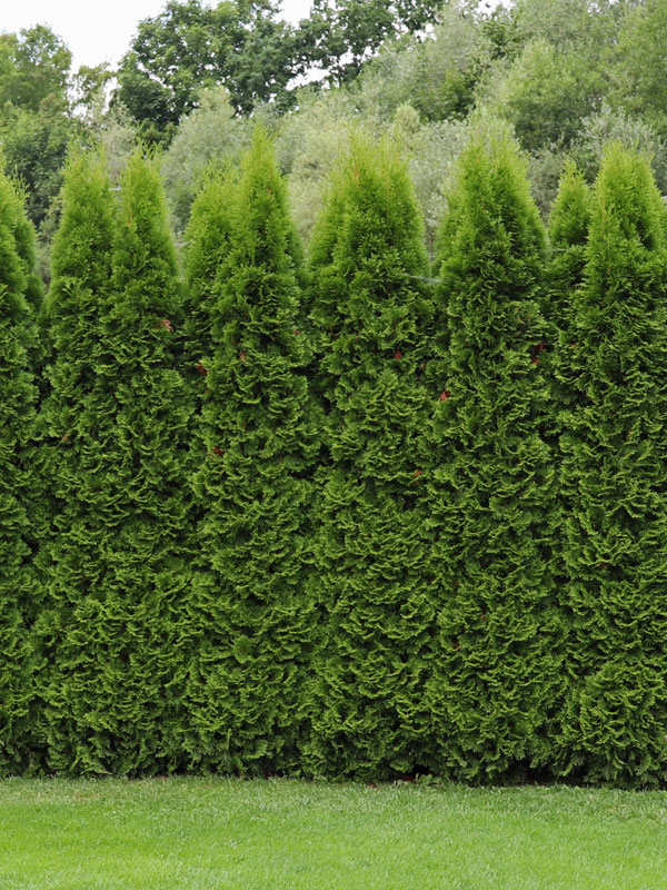 Frontalansicht einer Thuja Smaragd Hecke