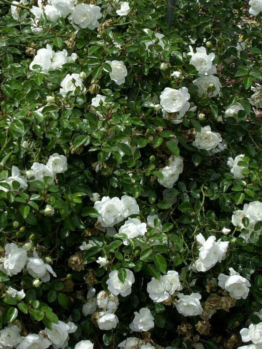 rose-snow-ballet-gruppe Bodendeckerrose Snopw Ballet