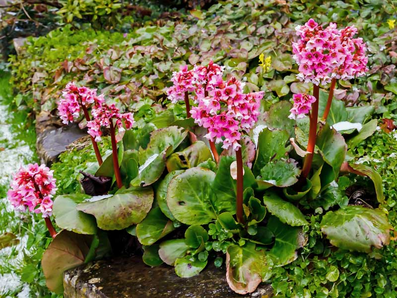 Bluehende Staude Bergenia cordifolia David