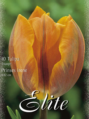 tulipa_princess_irene_triumph Triumph-Tulpe 'Prinses Irene' (Art.Nr. 595252)