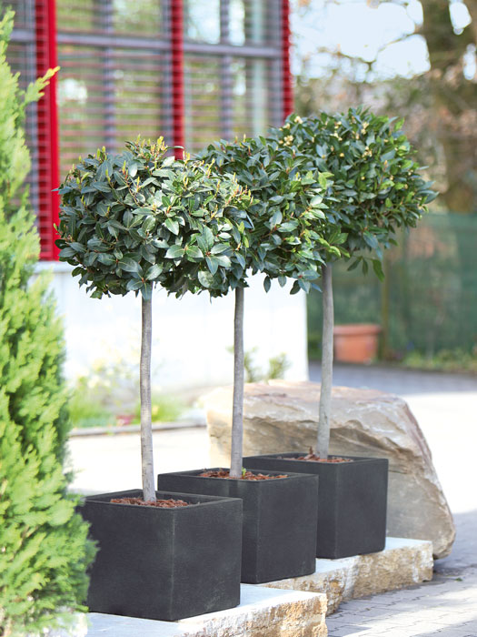 Pflanzkuebel Capri bepflanzt