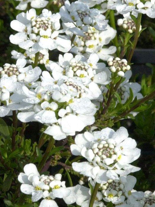 iberis-appen-etz Iberis sempervirens 'Appen-Etz' (M), Schleifenblume