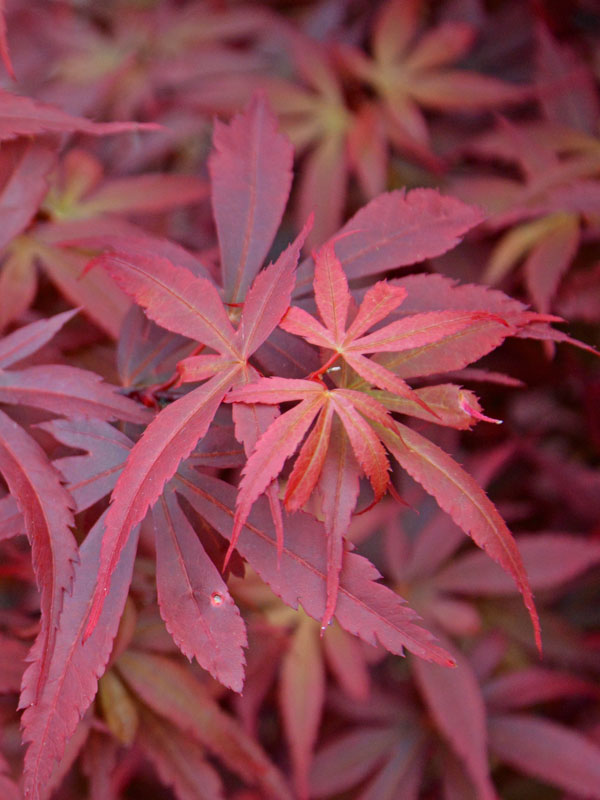 Nahaufnahme eines Blattes des Acer palmatum Skeeters Broom