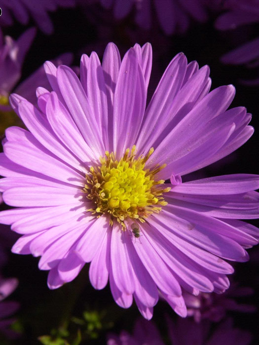 aster-bresserhof Aster dumosus 'Herbstgruß vom Bresserhof', Kissen-Aster, Herbst-Aster