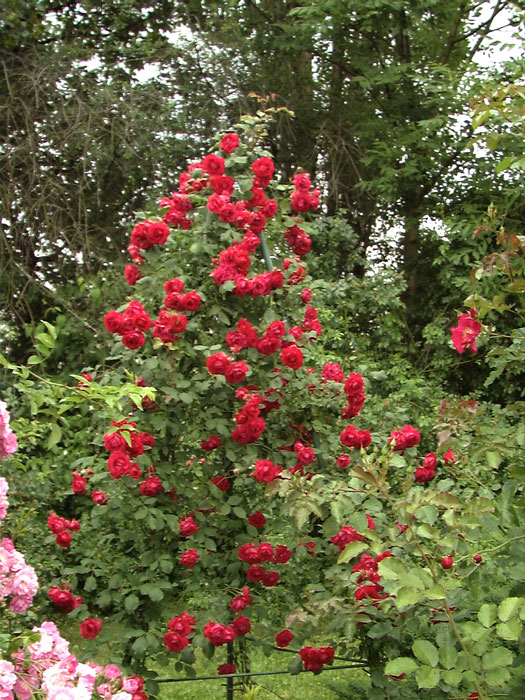 rose-pauls-scarlet55599f588b889 Strauch der Rose Pauls Scarlet Climber