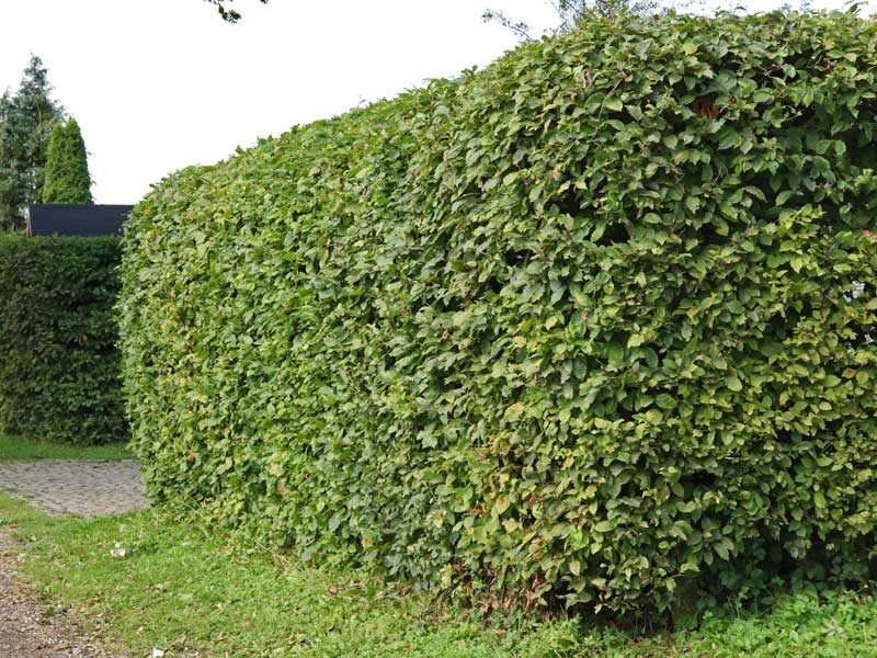 Gartenhecke Carpinus betulus Gartenhecke Carpinus betulus