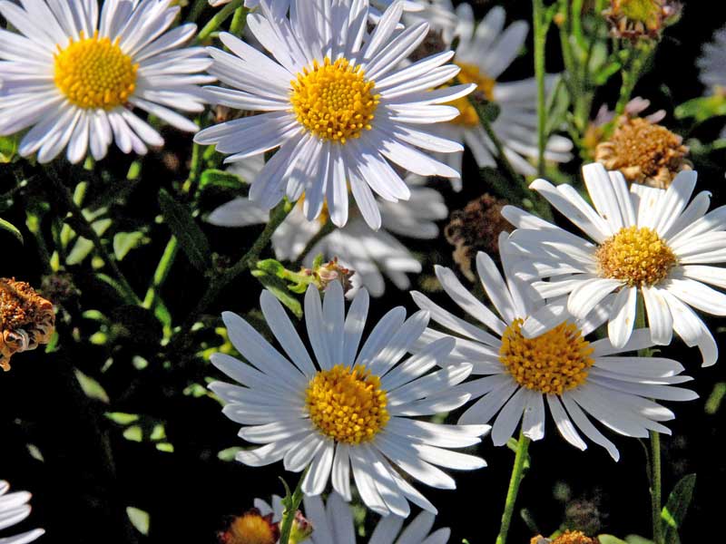 Schoenaster Alba Blueten von oben