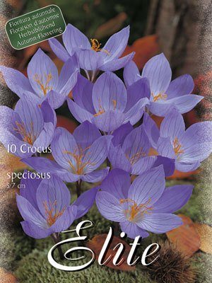 crocus_speciosus Herbstblühender Krokus 'Speciosus' (Art.Nr. 596164)