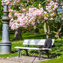 Magnolien-Parkanlagen