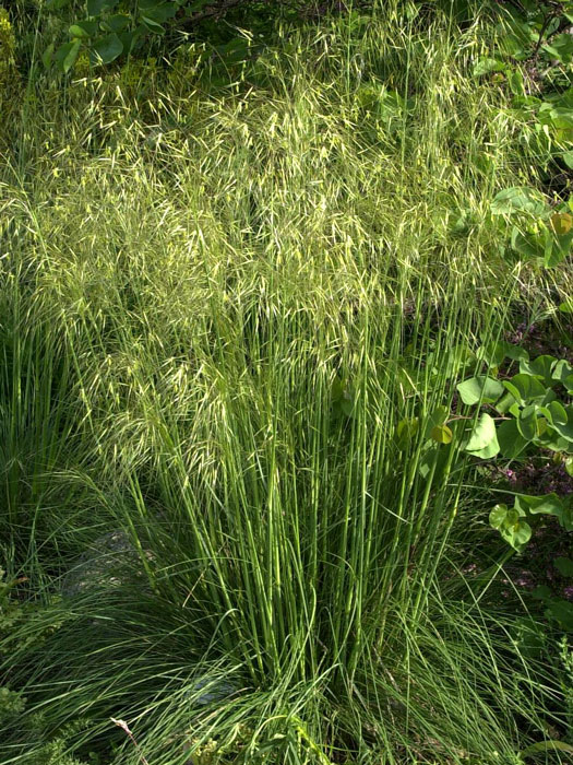 stipa-gigantea Stipa gigantea, Riesen-Federgras