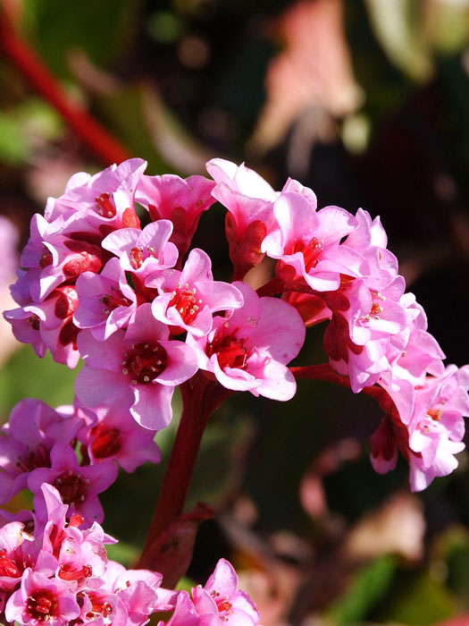 bergenia-herbstbluete Rosarotes Blühwunder: Die Bergnie 'Herbstblüte'