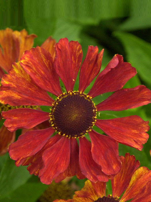 helenium-baudirektor-linne
