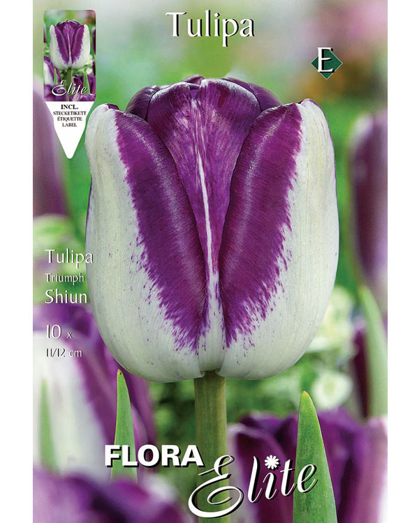 tulpe-shiun Triumph-Tulpe 'Shiun' (Art.Nr. 595266)