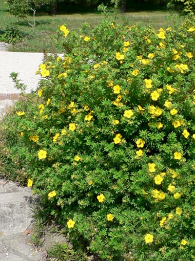 potentilla_fruticosa_2_4528_45282_2 Fünffingerstrauch Bodendecker