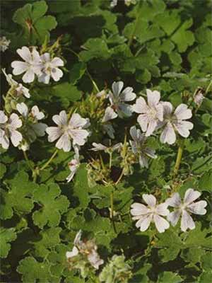 geranium-renardii Der Storchschnabel