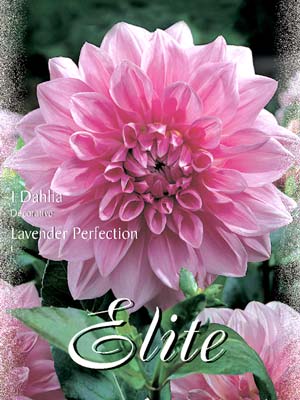 lavender_perfection Schmuck-Dahlie 'Lavender Perfektion', Dahlia (Art.Nr. 520164)