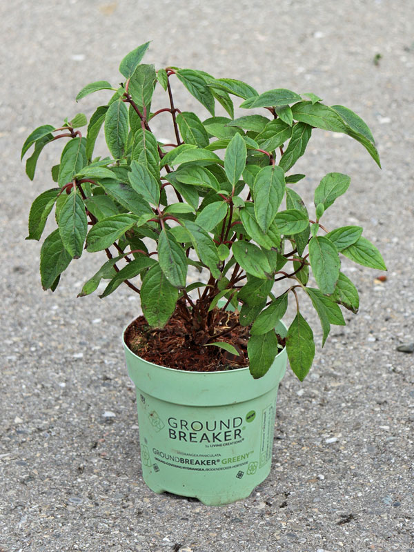 Hydrangea Groundbreaker Greeny im Verkaufszustand