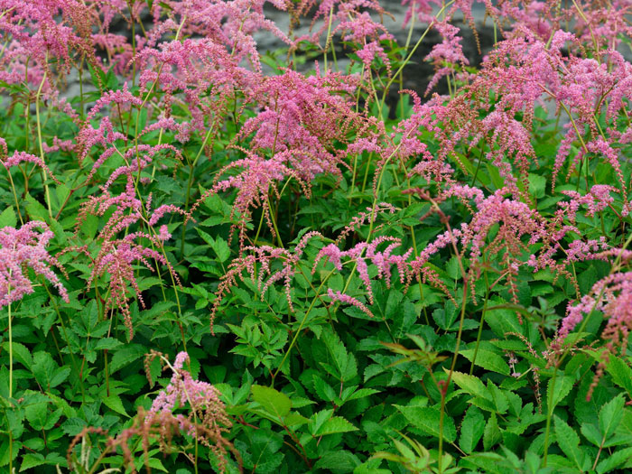 straussenfeder-astilbe Hängende Blütenpracht der Thunberg's Astilbe