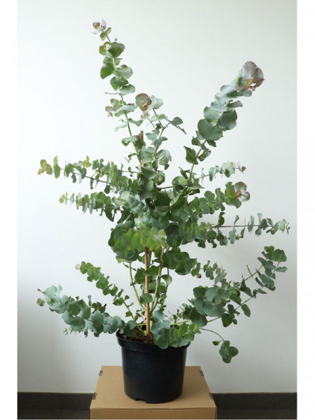 Eucalyptus gunnii, Mostgummi-Eukalyptus Eucalyptus gunnii, Mostgummi-Eukalyptus