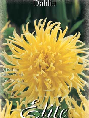 dahlie_yellow_star_76274_0_76275_0 Kaktus-Dahlie 'Yellow Star', Dahlia (Art.Nr. 520352)
