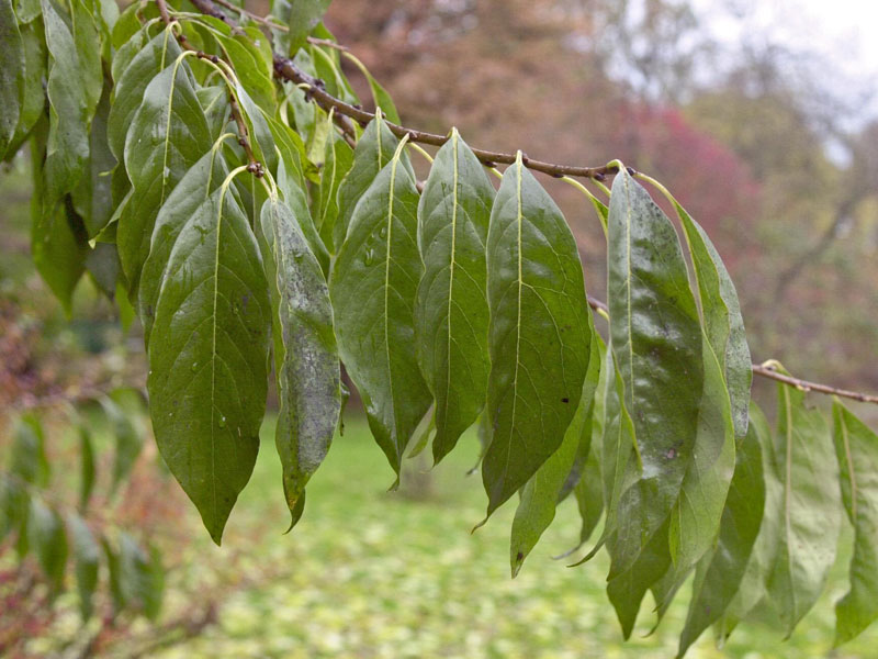 Blaetter des Diospyros kaki